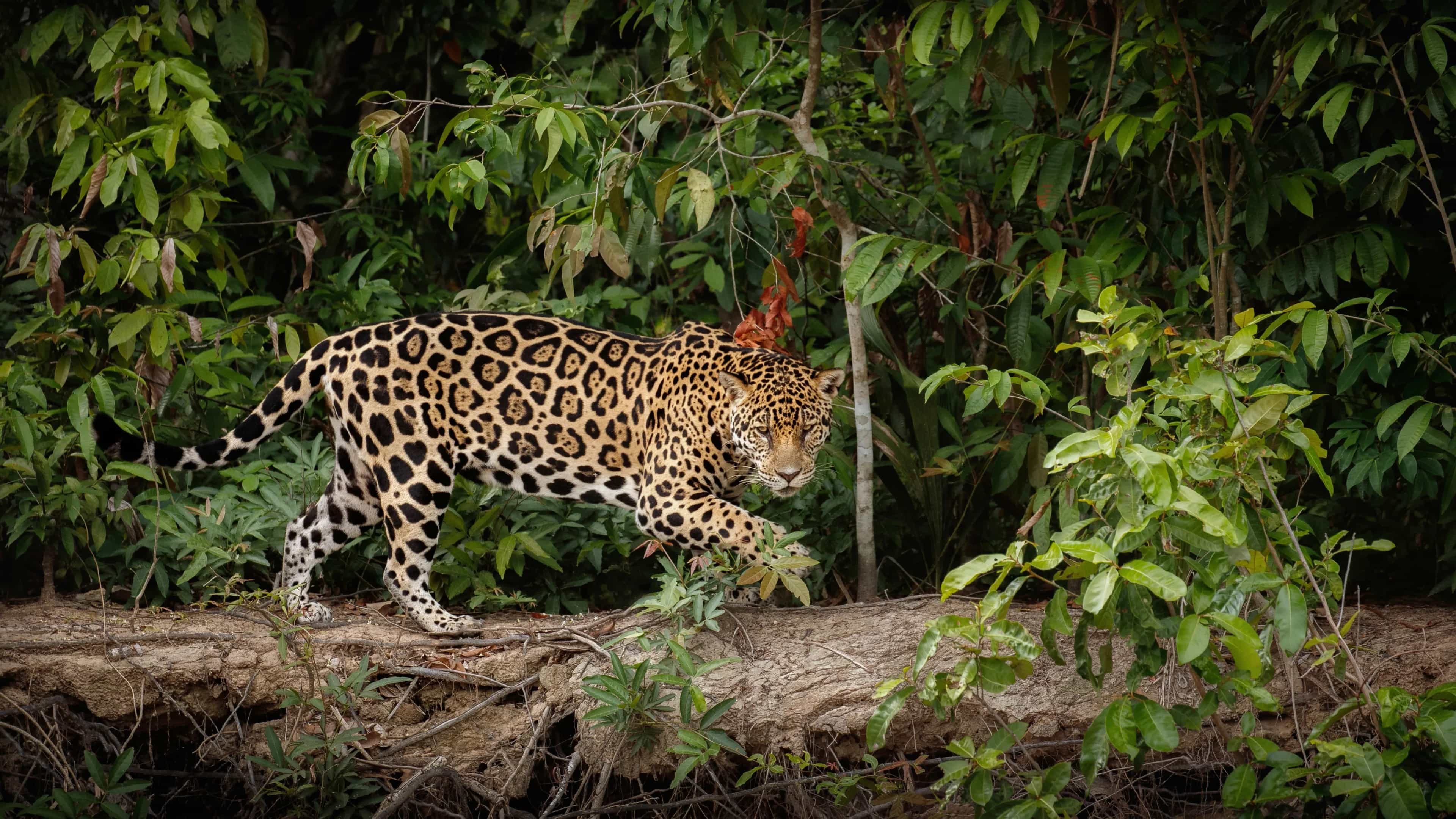 National Parks in Meghalaya