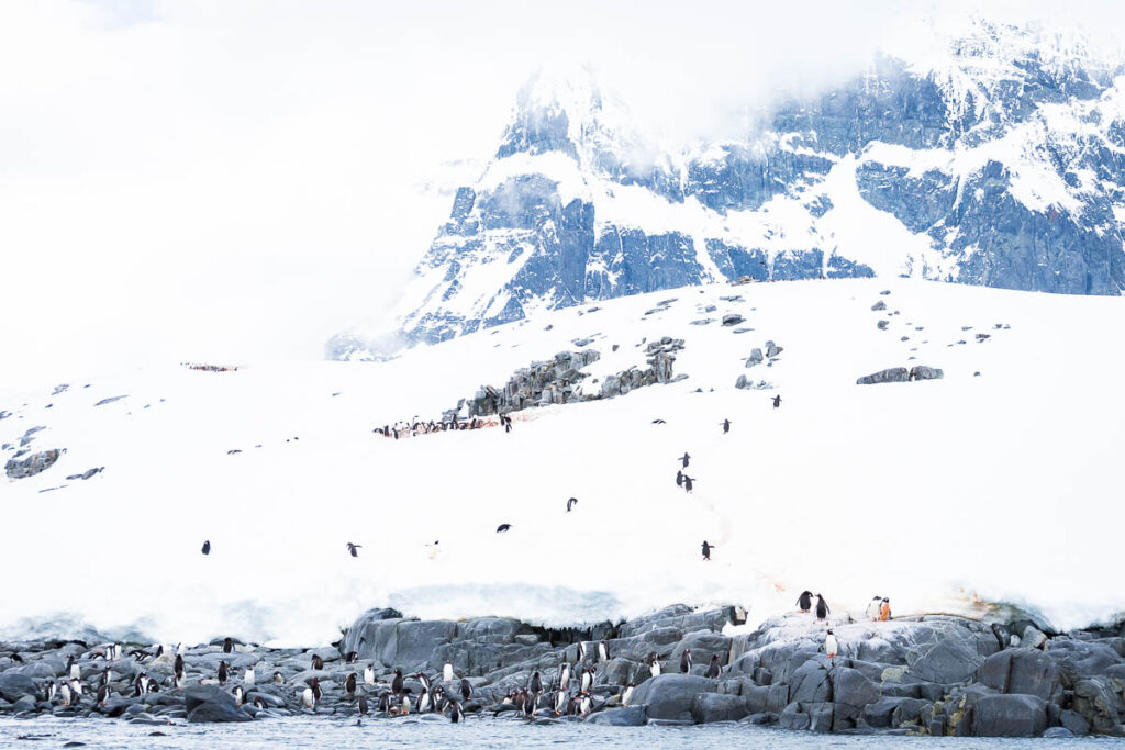 Mountains and Penguins at Port Lockroy Antarctica.
