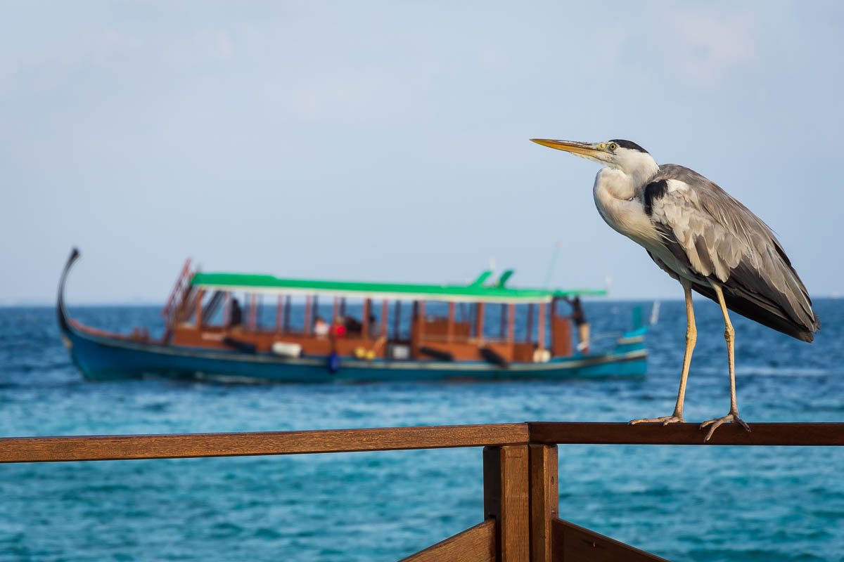 Heron and dhoni boat the maldives.