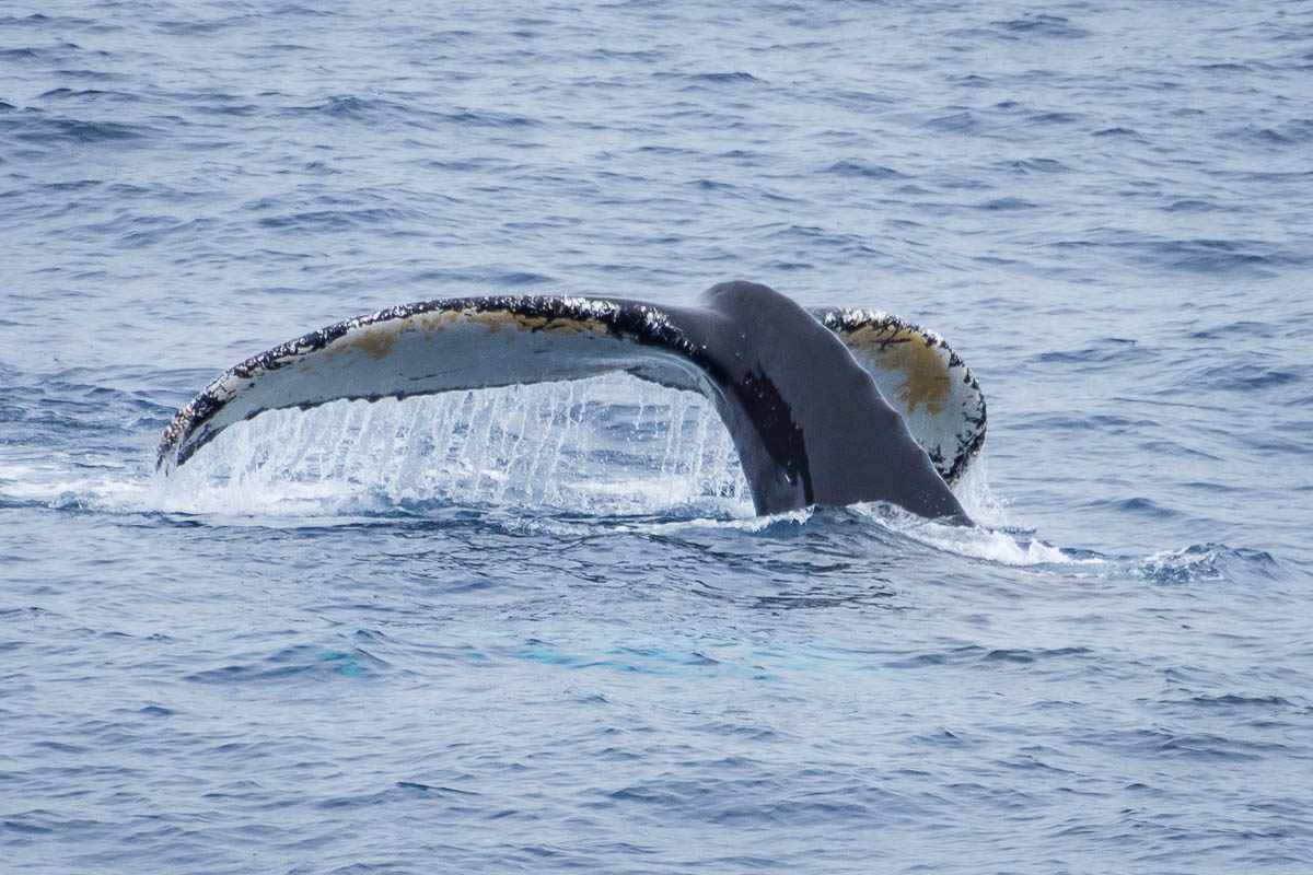 Humpback whale tail with water dripping before it re-enters the water. 