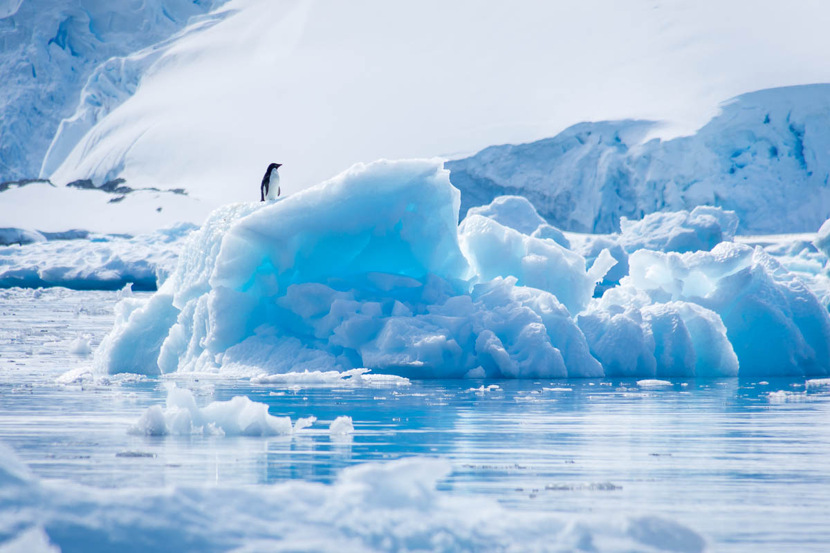 Gentoo penguin sitting on an iceberg in the distance.