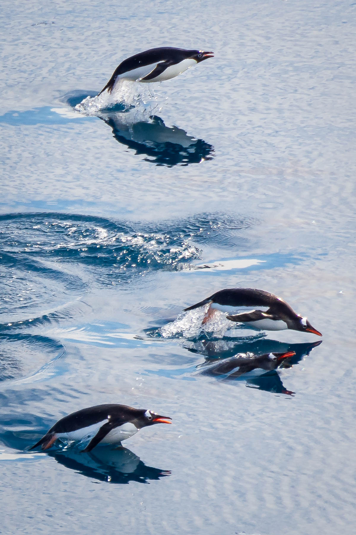 Penguins leaping out from the water taken from the ship.