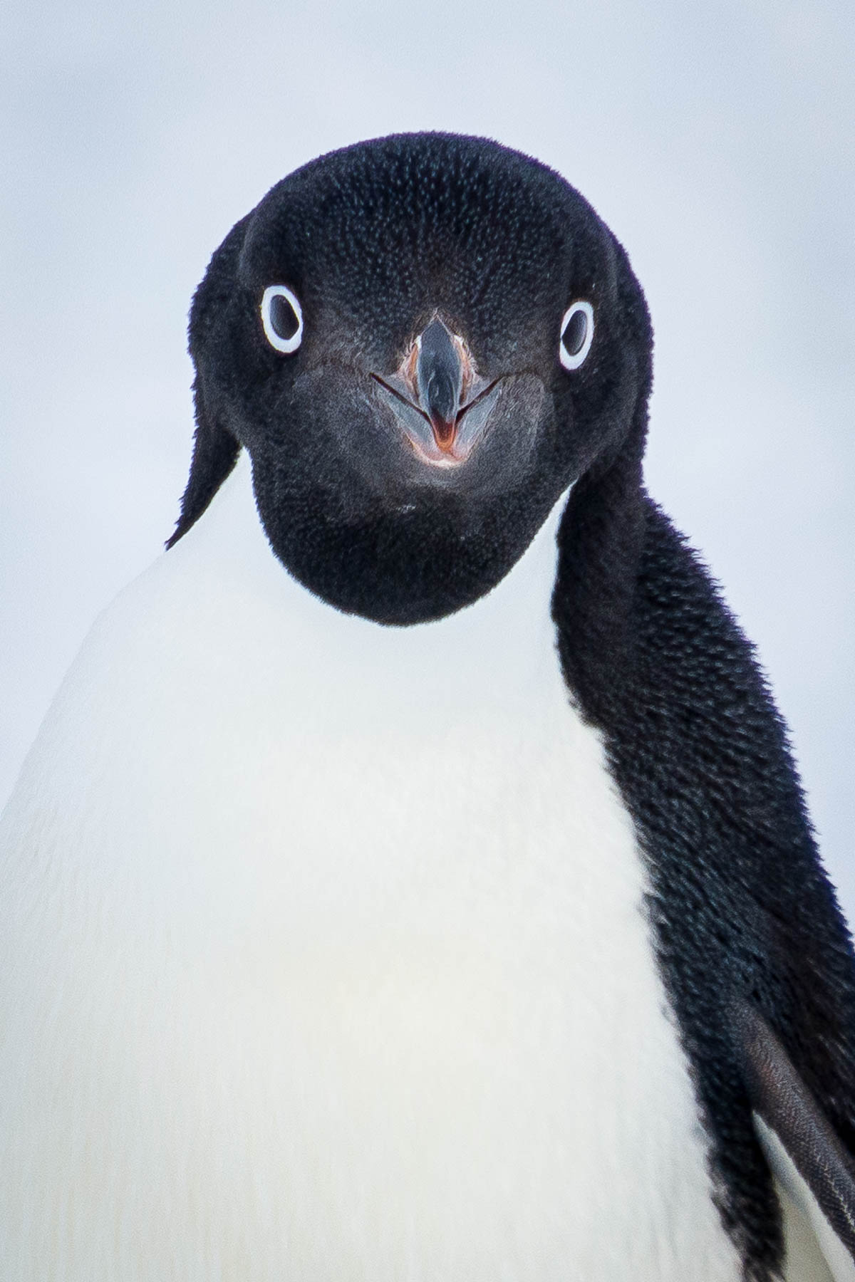 Close up of adelie penguin head.