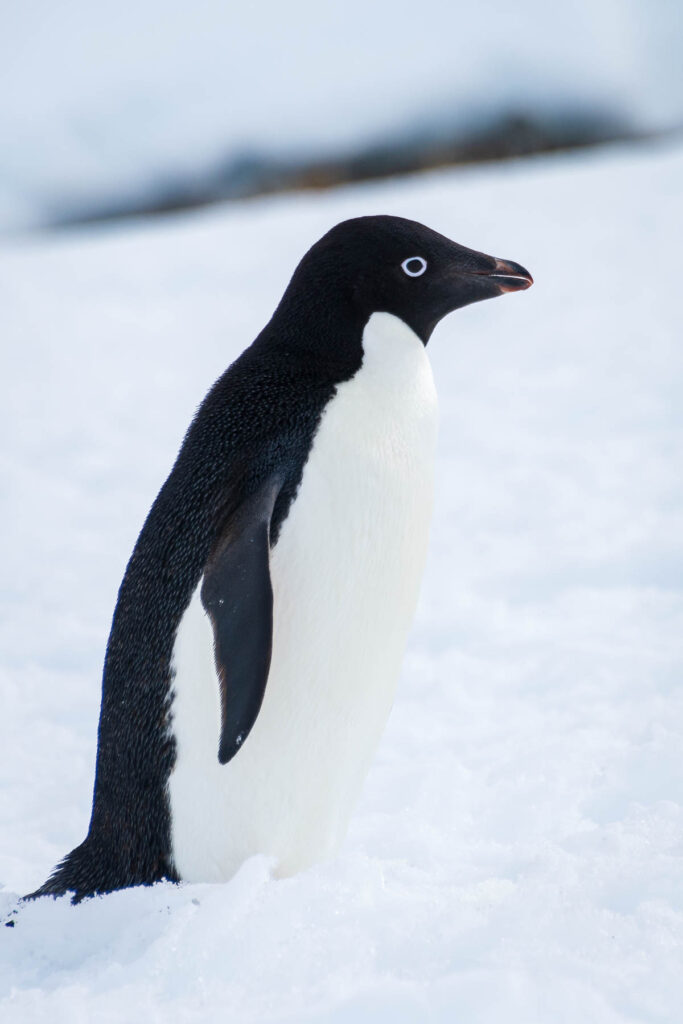 Portrait shot of an Adelie penguin.