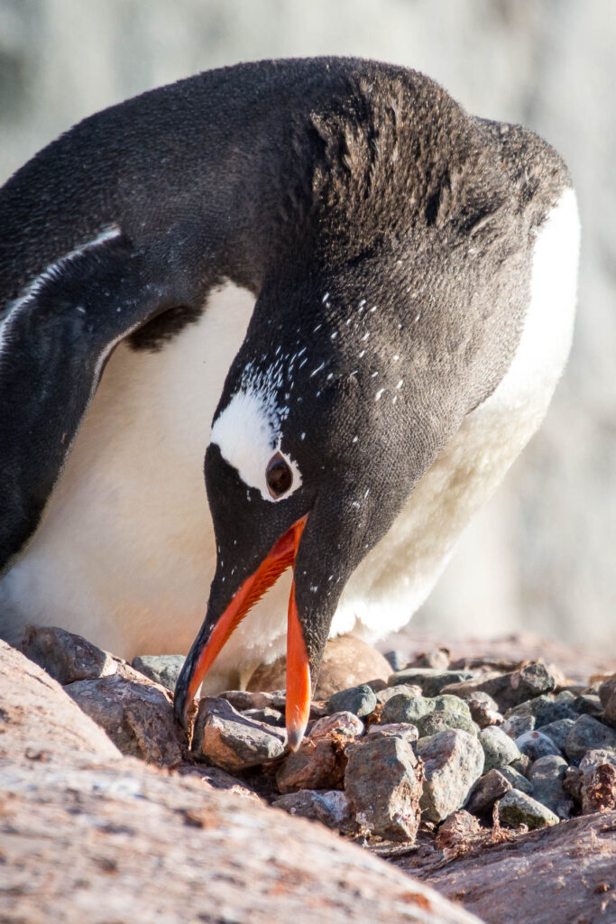Gentoo penguin moving rocks around nest.