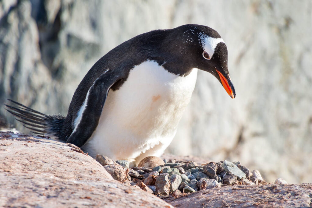 Gentoo penguin looking after its eggs on its nest.