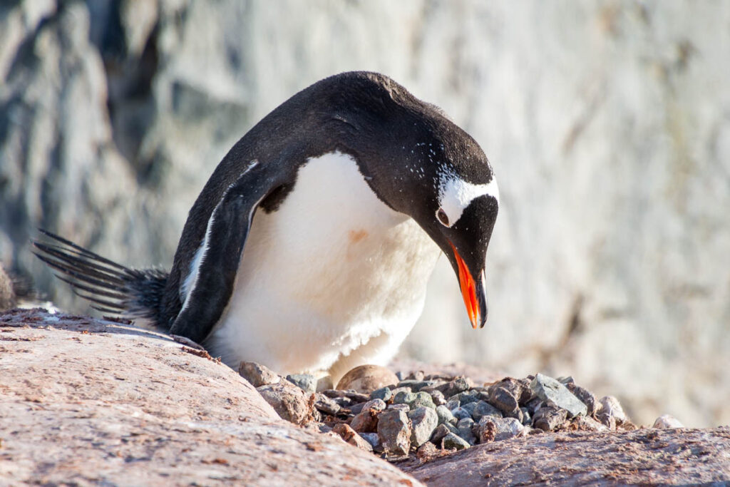 Gentoo penguin looking after its eggs on its nest.