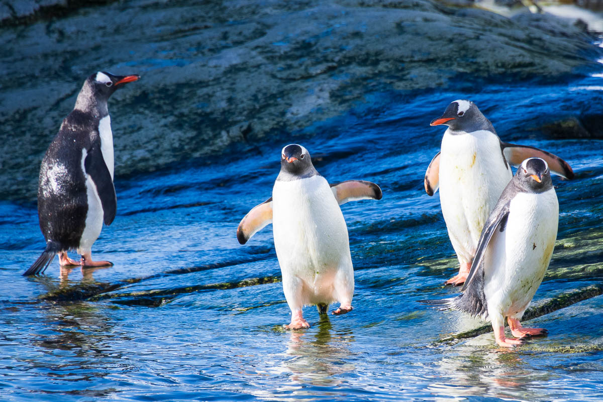 Gentoo penguins entering the water.