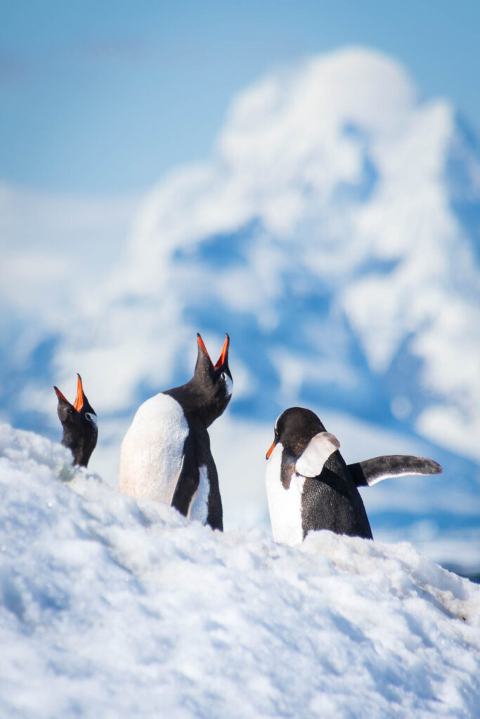 Gentoo penguins in front of a snow covered mountain in Antarctica.