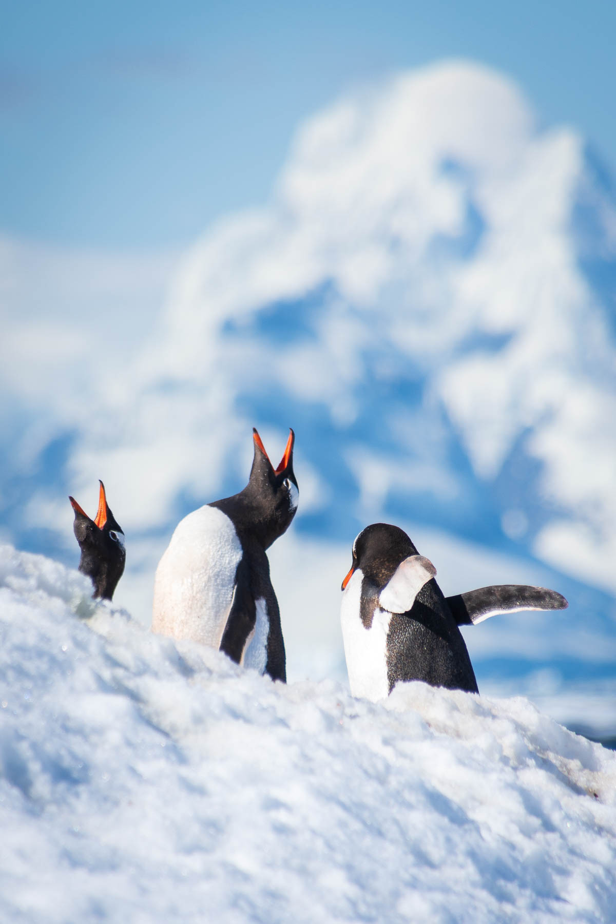 Gentoo penguins making a lot of noise with mountains in the background.