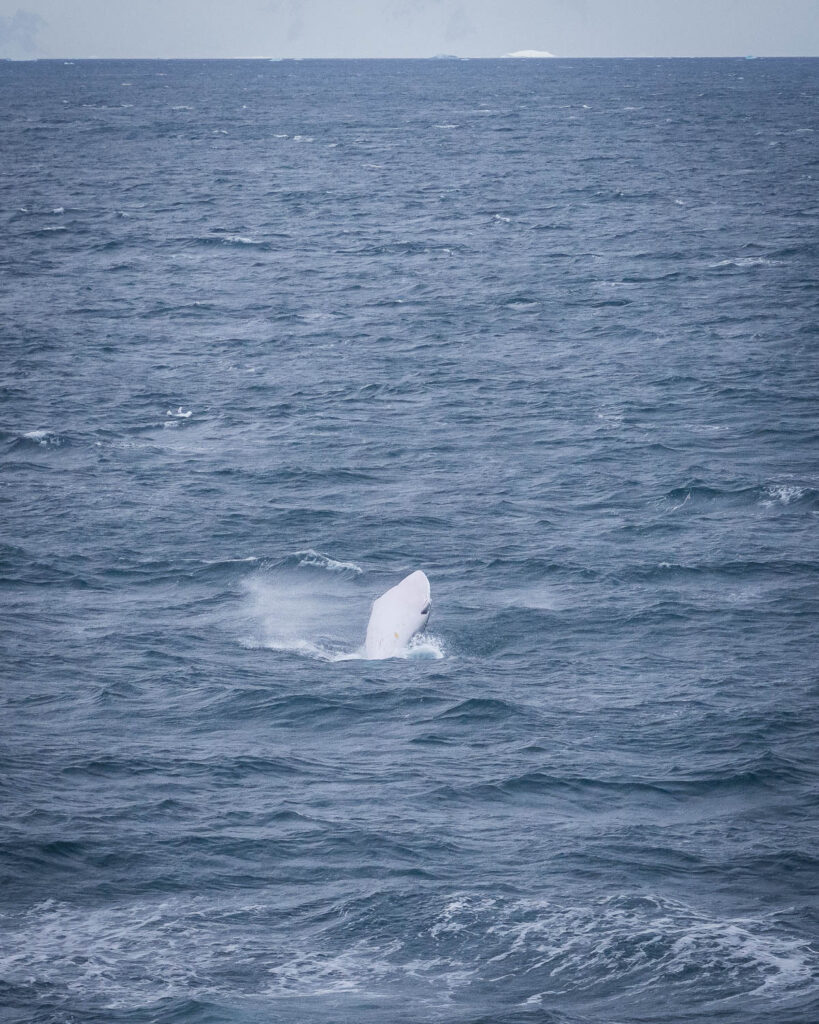 Breaching minke whale.