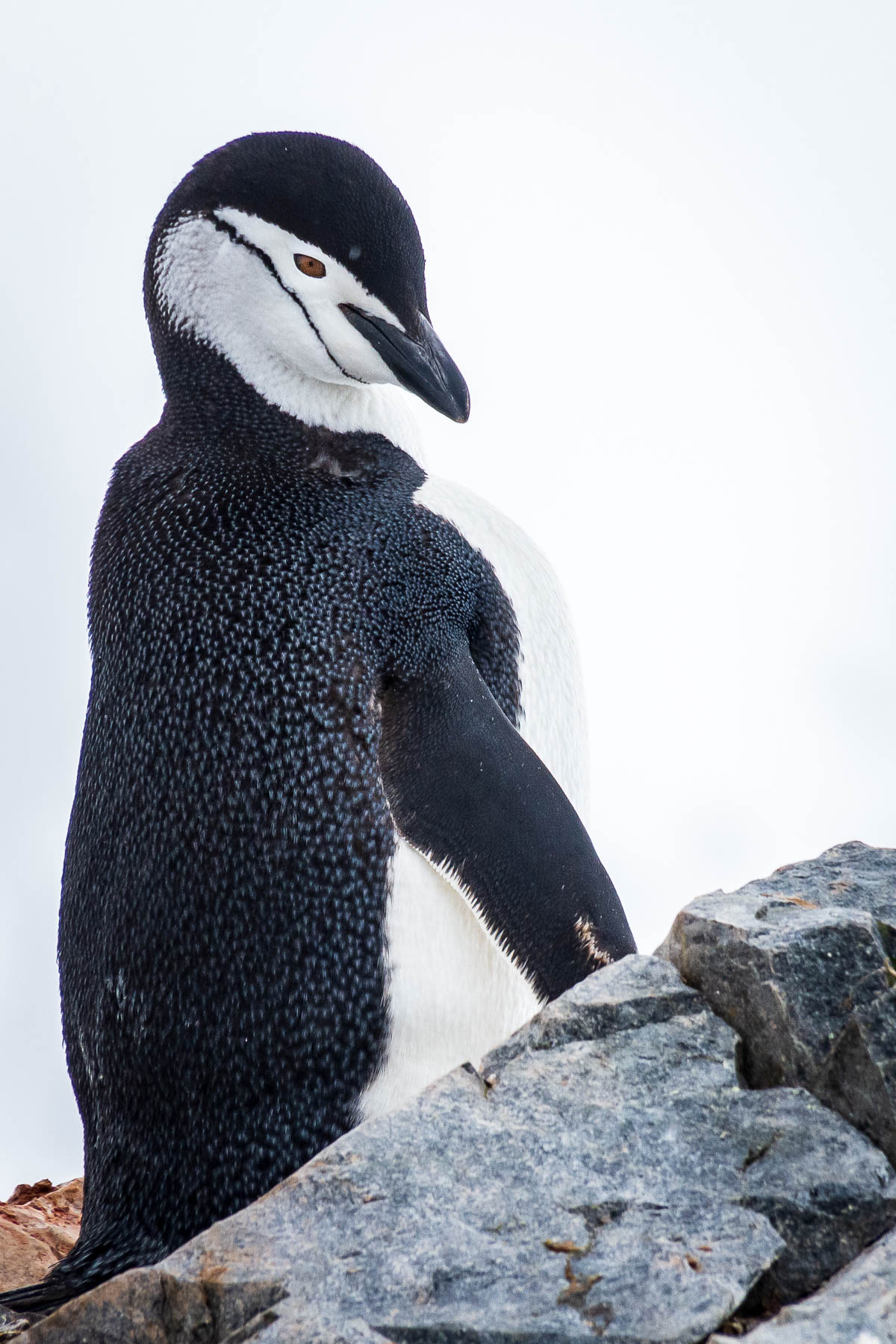 A chinstrap penguin profile. 