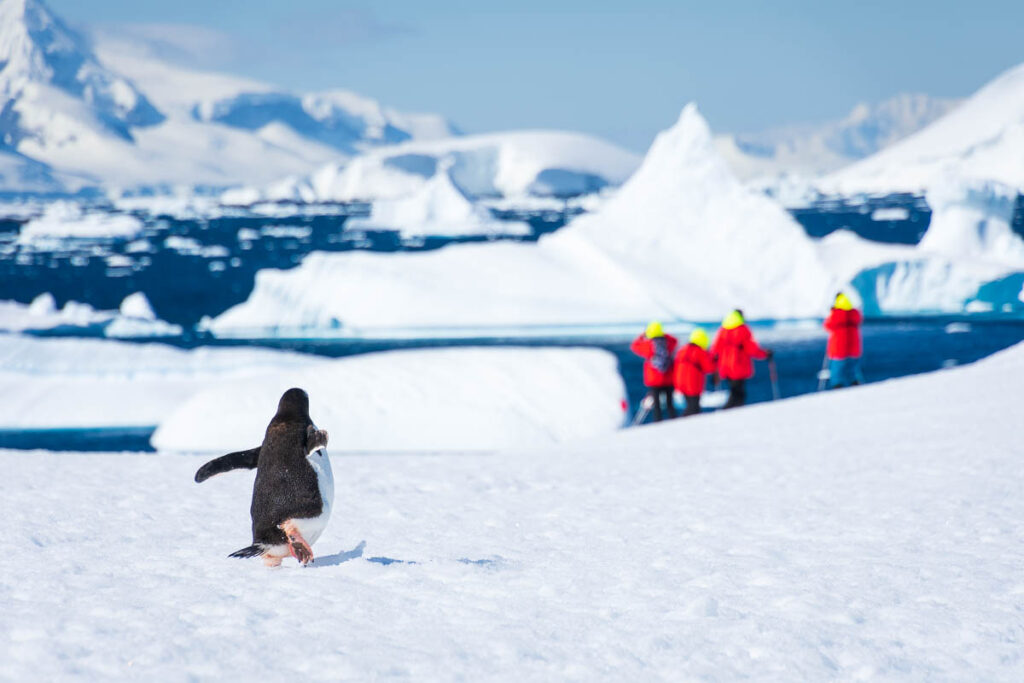 A penguin running towards four people dressed in red jackets. 