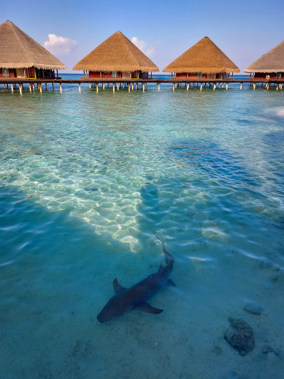 Nurse shark in front on overwater villas.