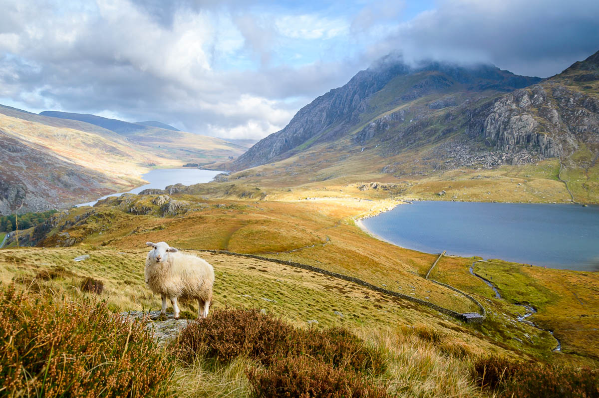 Sheep looking at the camera with mountains, two lakes and a valley in the background.