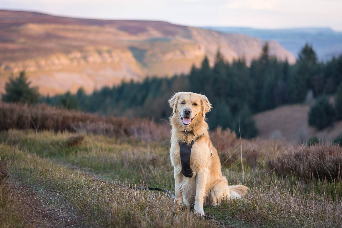 Golden retriever with the light at sunset shining on the hills behind. 