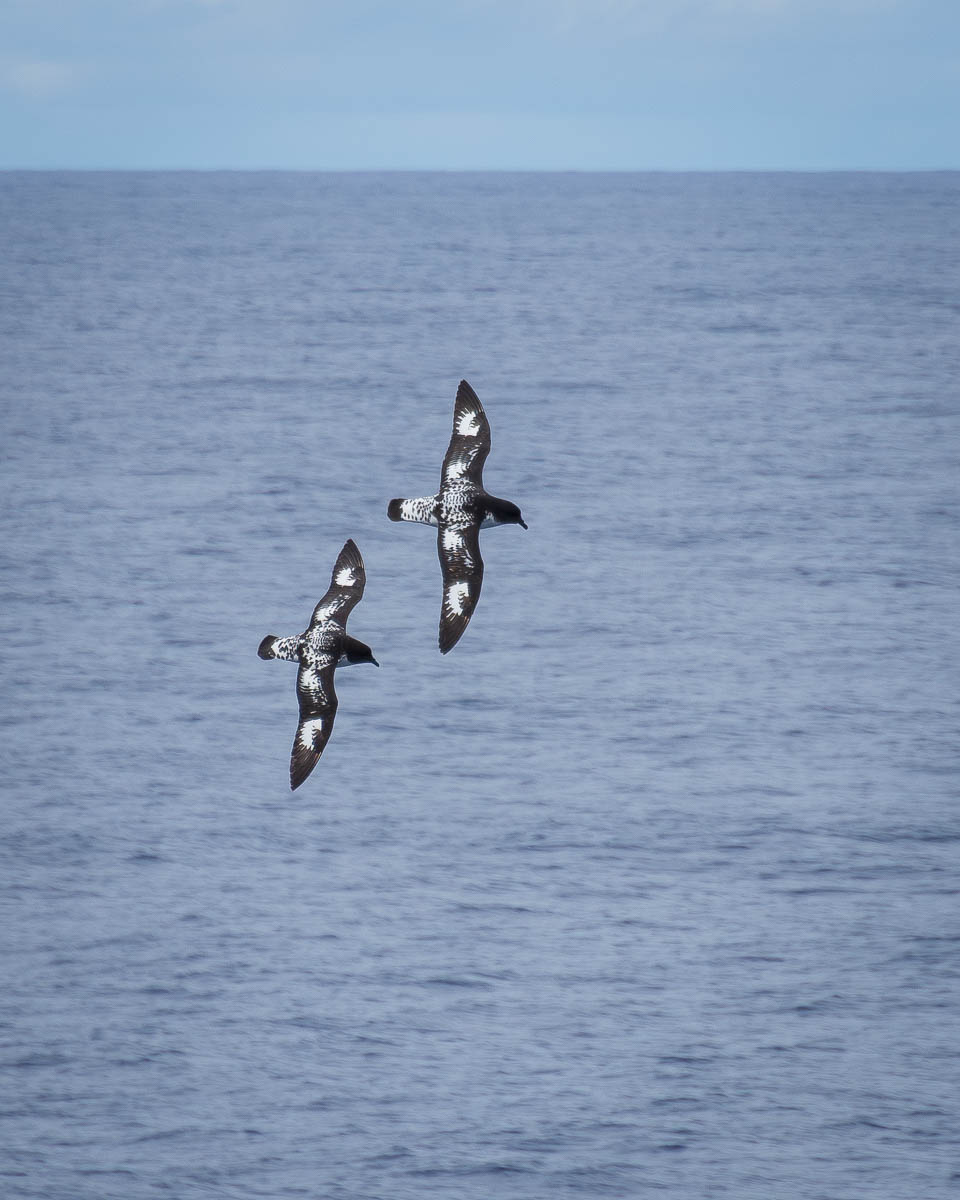 Two Antarctic petrels in flight.