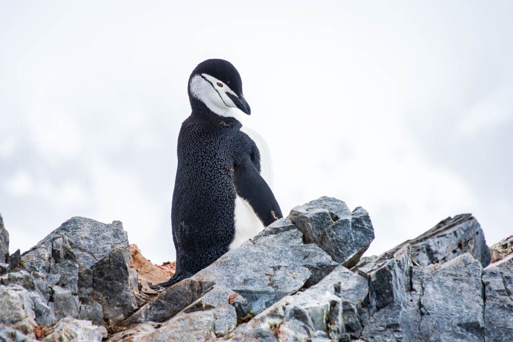 A chinstrap penguin on the rocks in Antarctica.