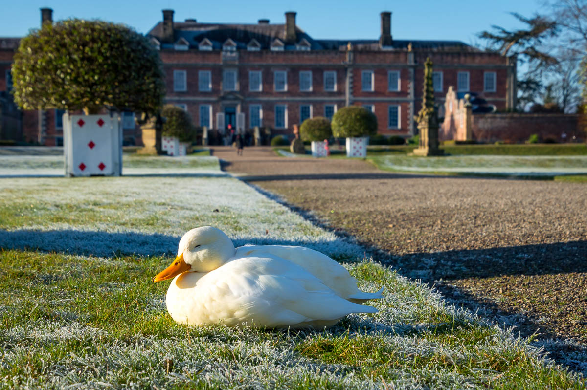 Duck on the frosty grass in front of Erddig estate.