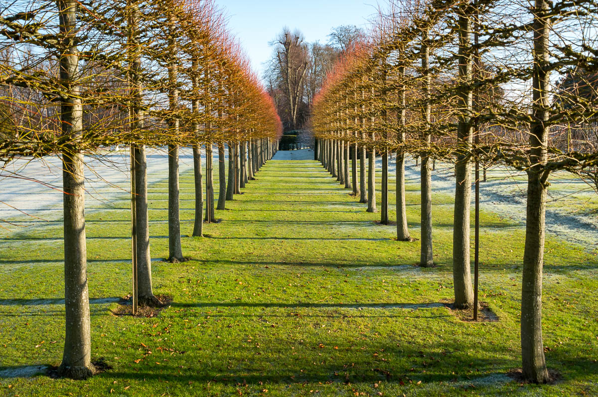 Lines of trees at Erddig gardens.
