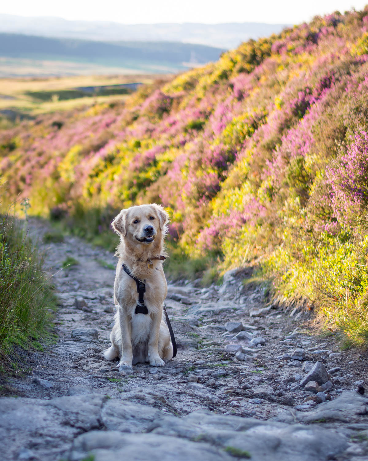 Golden retriever sitting on a path with heather either side. 