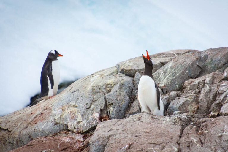 Petermann Island, Antarctica: Penguins & Iceberg Graveyard