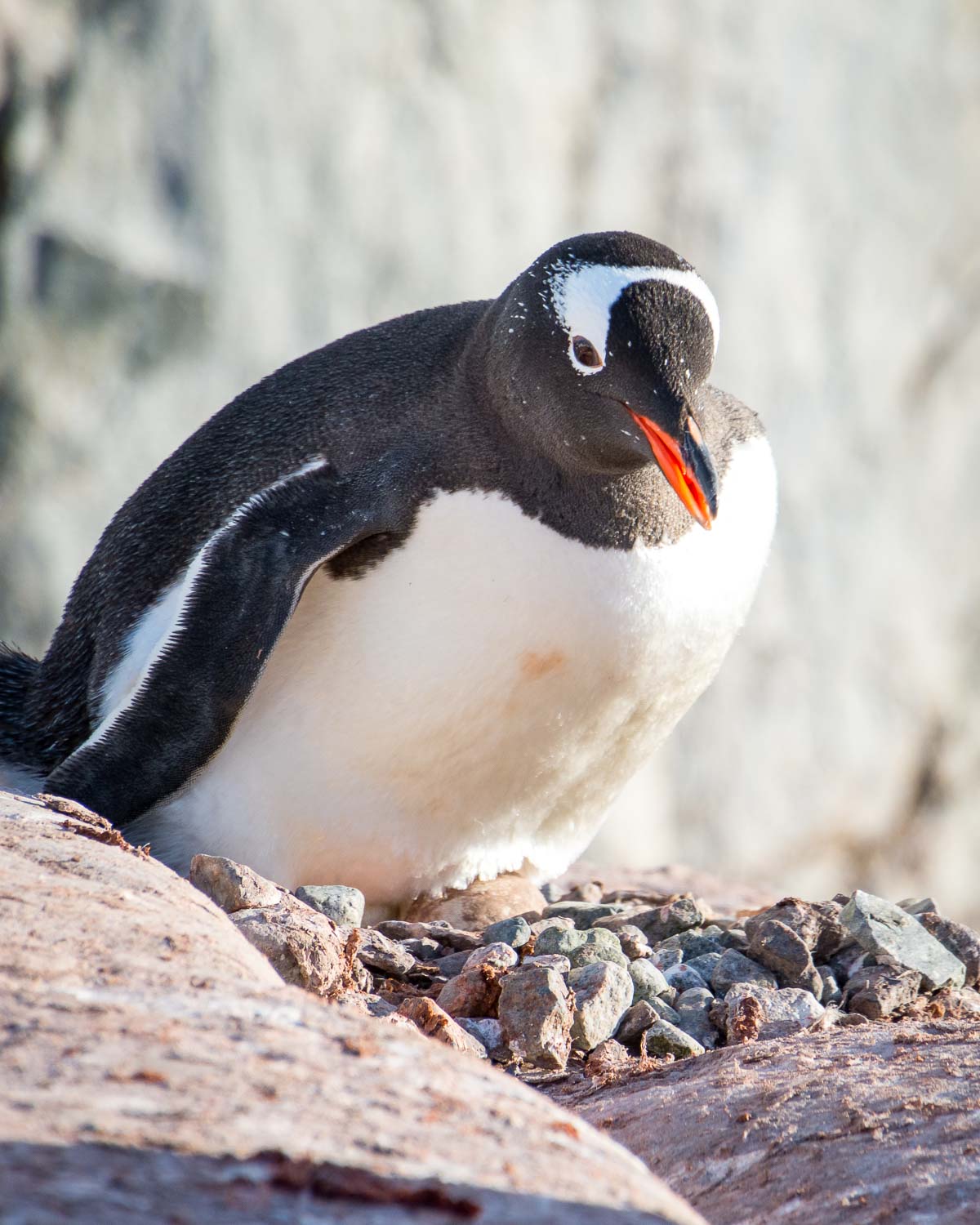 A gentoo penguin itting on an egg on its nest. 