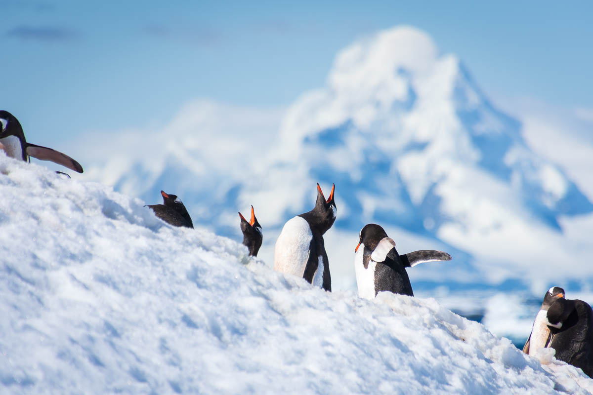 Gentoo penguins making loud noises with a mountain behind in the distance.