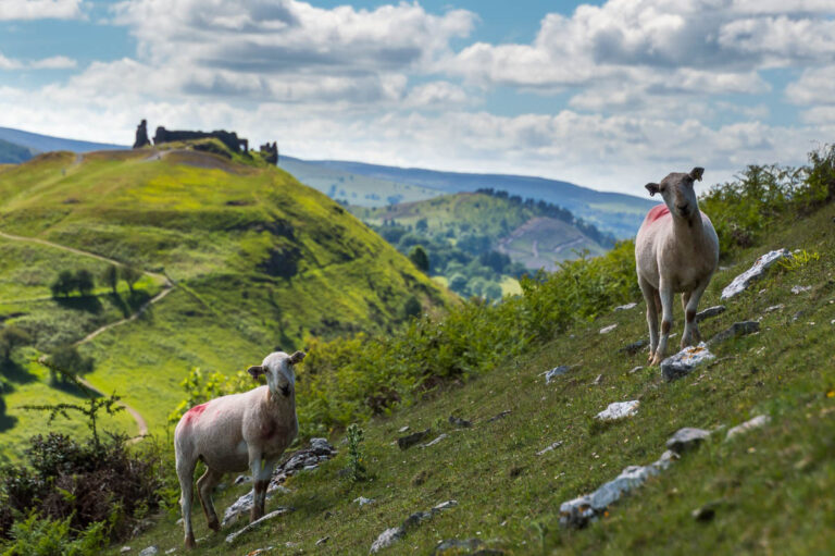 Two sheep looking towards the camera with Castell Dinas Brân on a hill in the background.