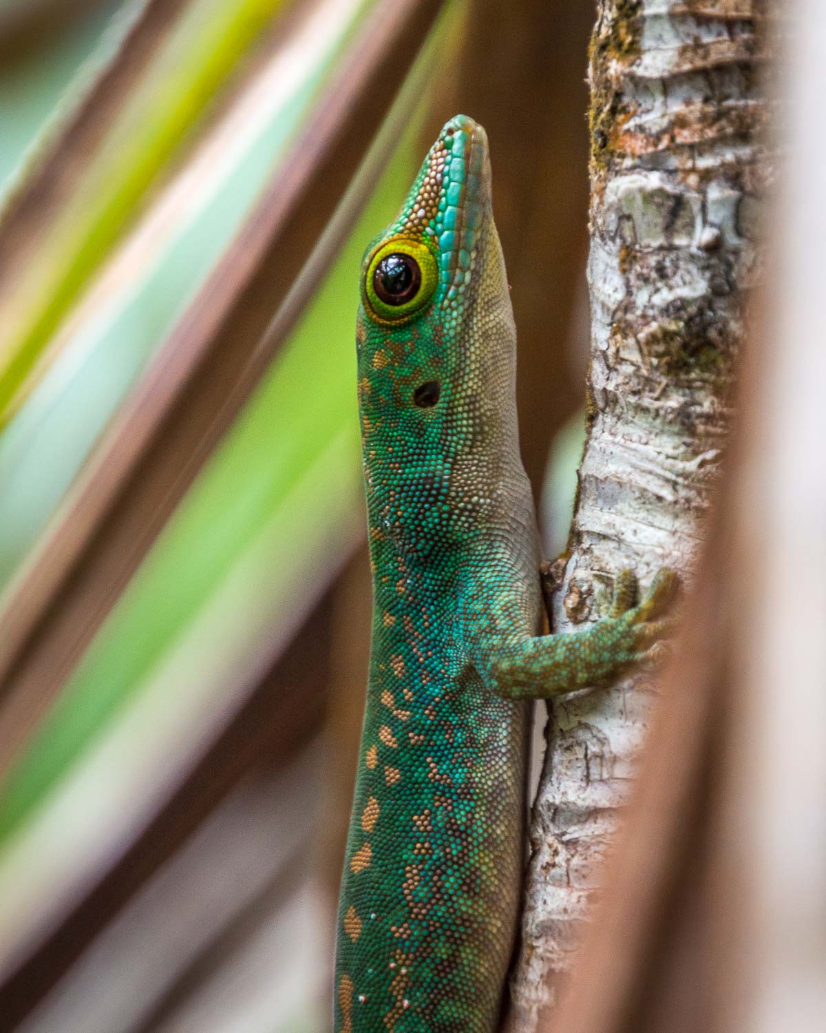 A colourful Seychelles Day Gecko holding onto a branch.