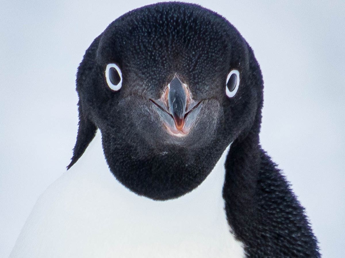 Adelie penguin portrait.