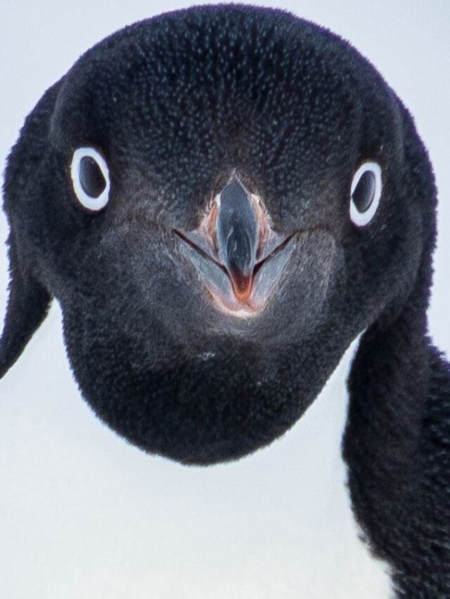 Penguin Types In Antarctica