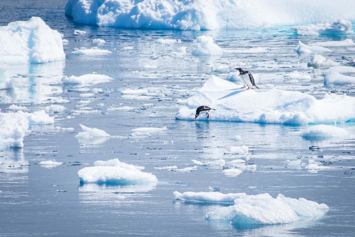 Three gentoo penguins on an iceberg, with one diving into the water.