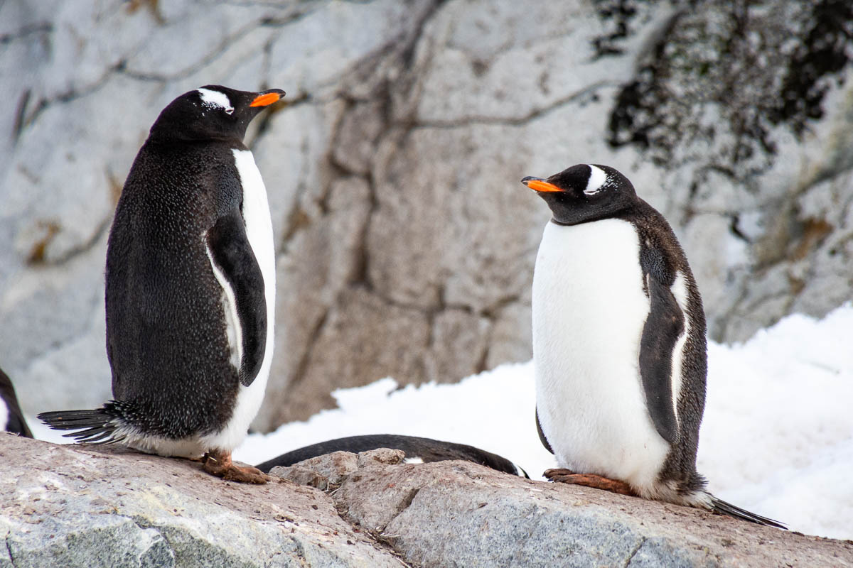 Two gentoo penguins sitting on a rock with their eyes closed.