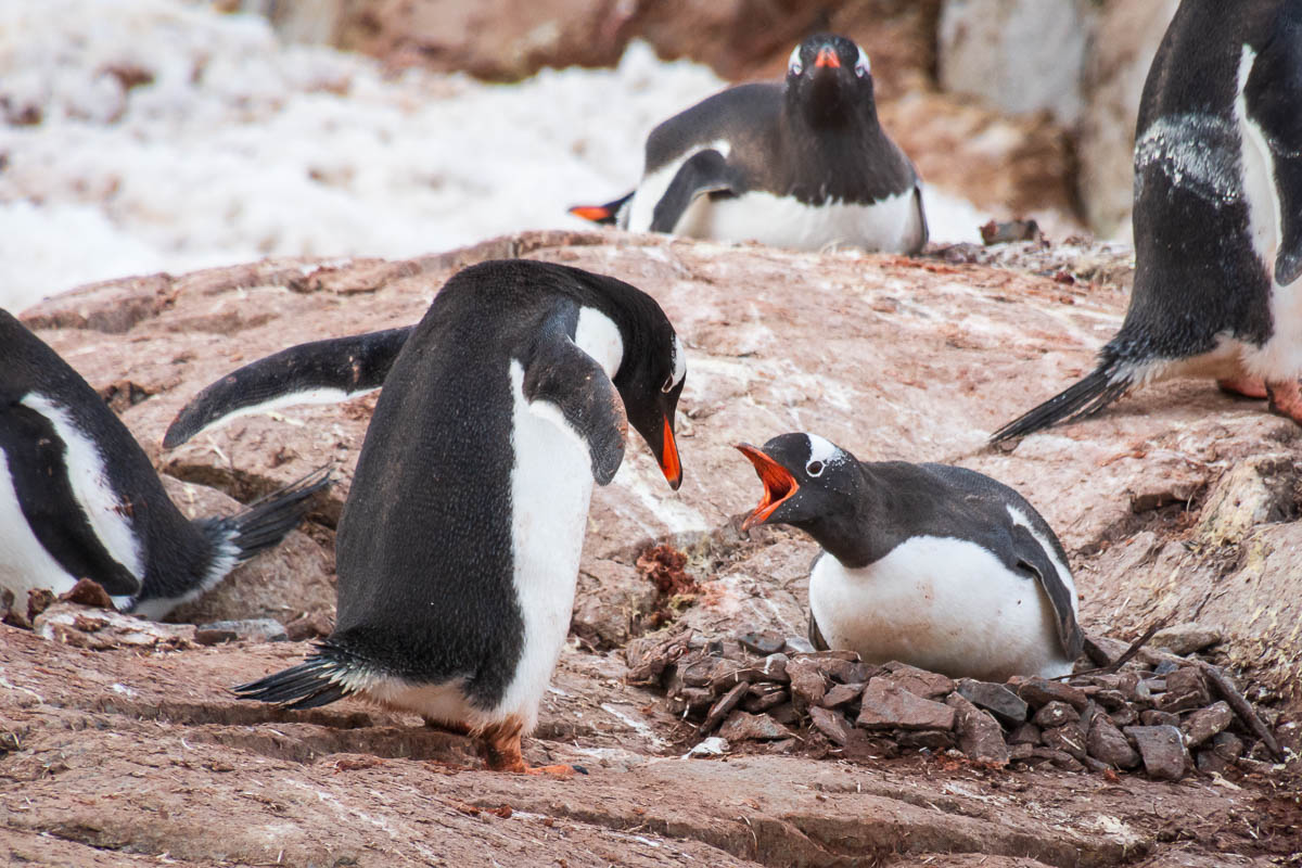 Gentoo penguin stopping another penguin stealing stones from its nest.