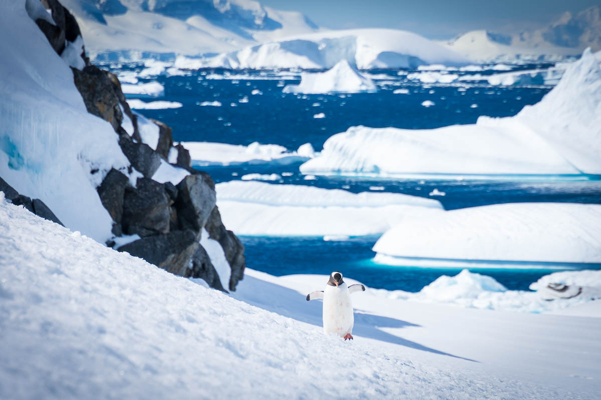 Gentoo penguin walking up a steep snowy slope with icebergs floating in the distance.