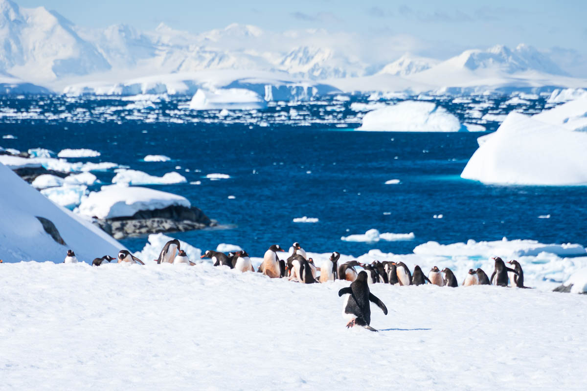 Colony of gentoo penguins with many icebergs in the distance and a single penguin walking down a hill to the main colony.