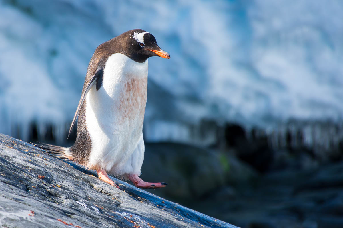 Gentoo penguin walking down a rock slope.