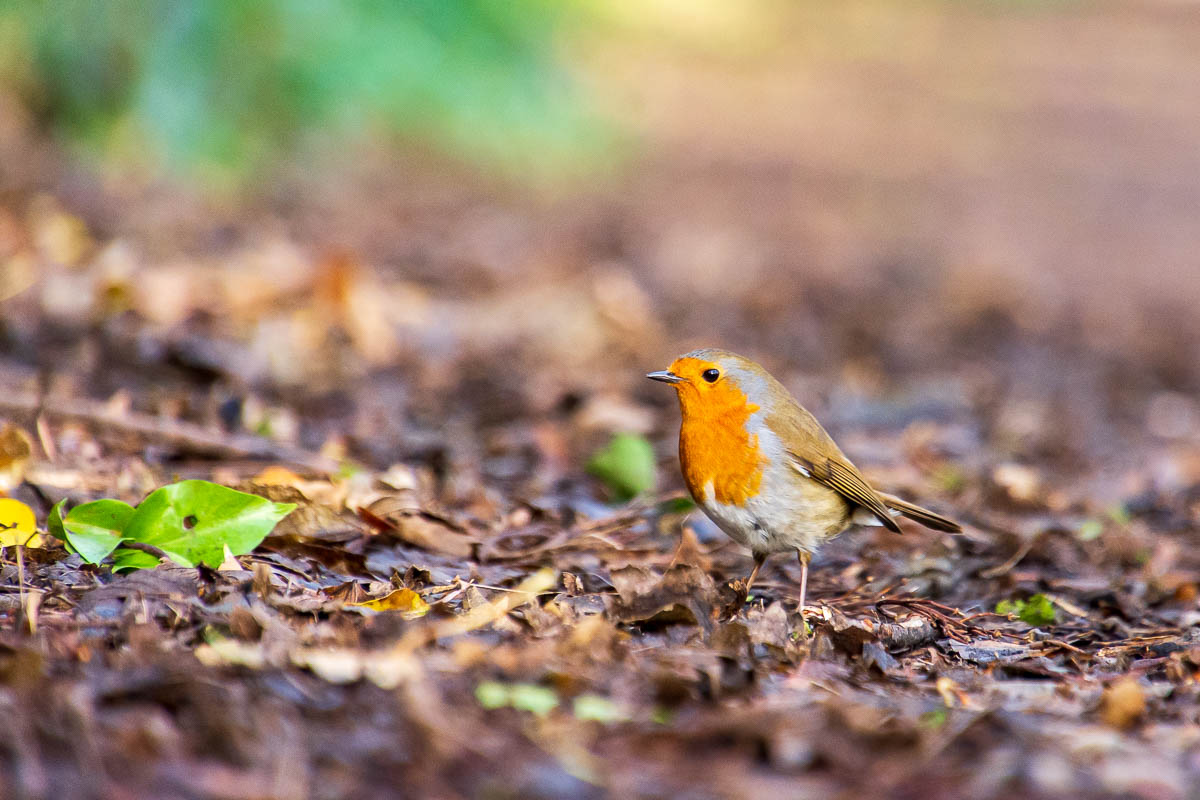 Robin on the ground amongst the leaves.