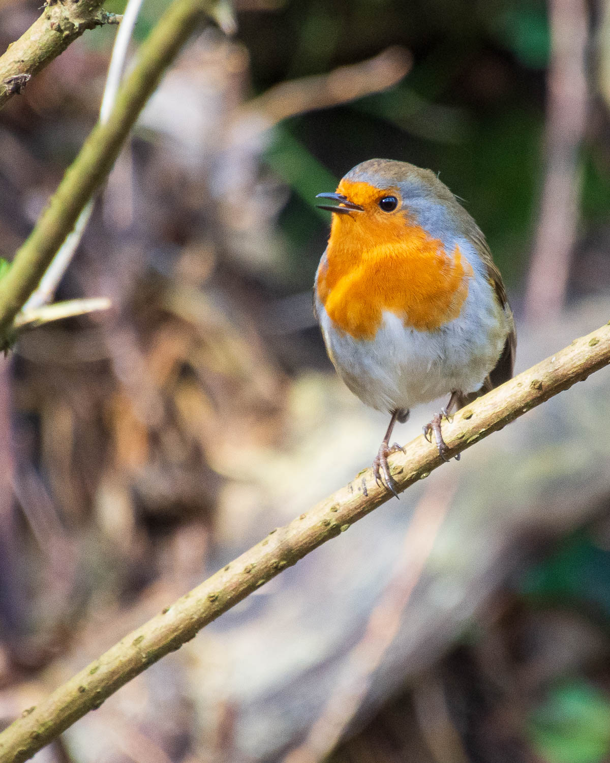 Robin standing on a branch.