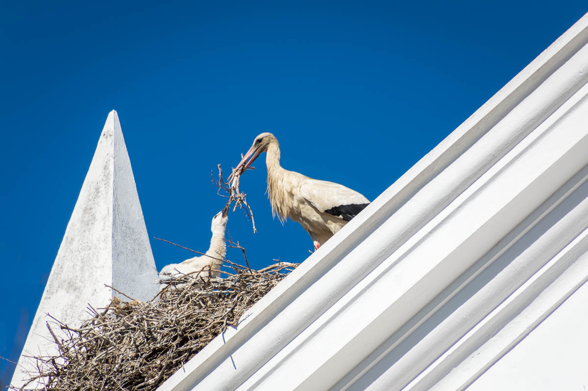 Storks building a nest in the Algarve, Portugal.