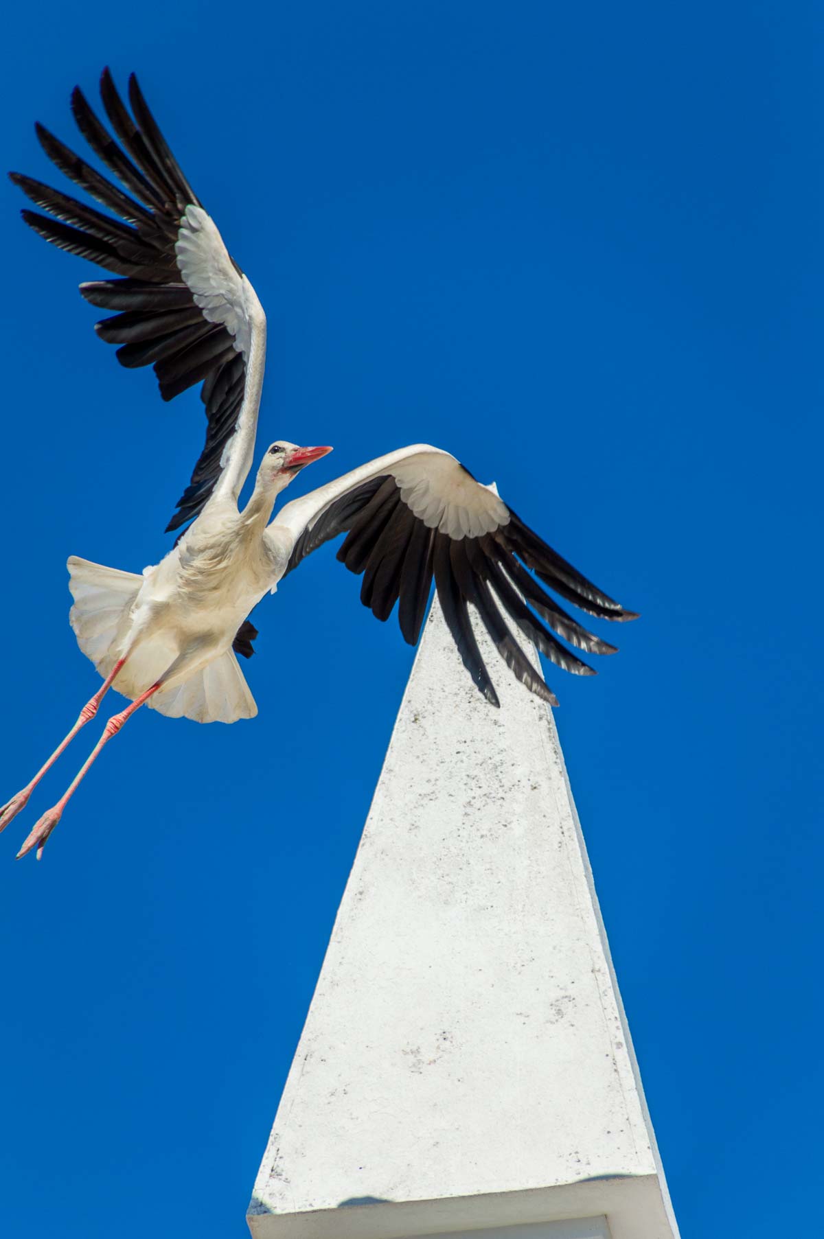 Stork taking off from it's nest on the top of a building.