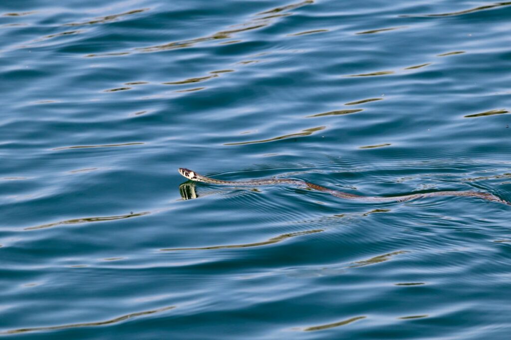 Close-up of a snake swimming gracefully across clear water in Linz, Austria.