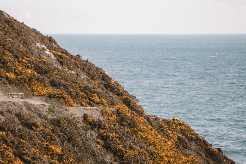 Vibrant coastal cliff with wildflowers overlooking the Irish Sea in Dublin, Ireland.