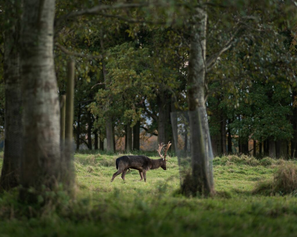 A lone deer standing gracefully amidst the lush woods of Ireland, showcasing natural beauty.
