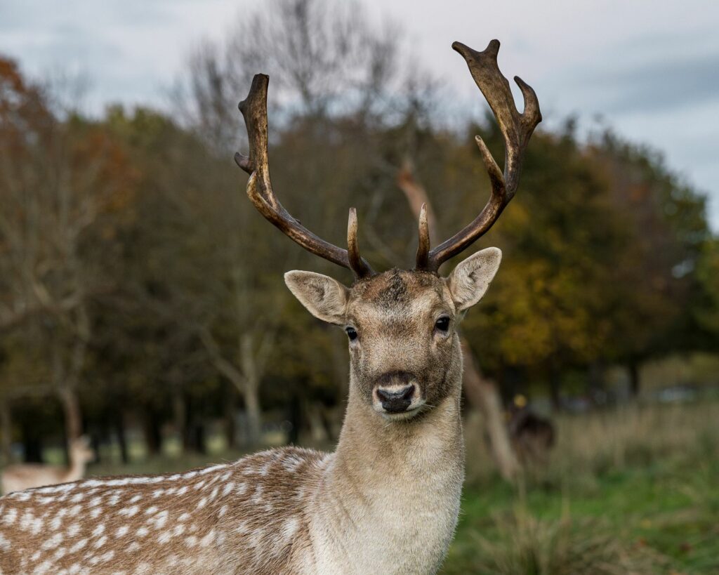 A fallow deer standing in Phoenix Park, Dublin, Ireland, during fall.