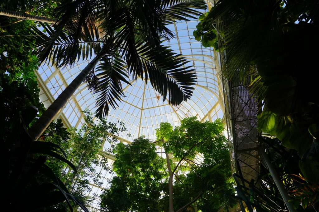 A vibrant view of tropical plants inside a greenhouse dome in Dublin, Ireland.