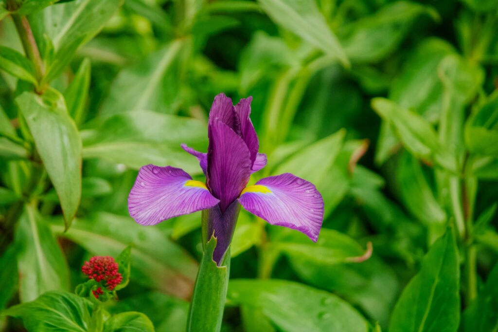 Close-up of a vibrant purple iris flower surrounded by lush green leaves. Perfect for nature themes.