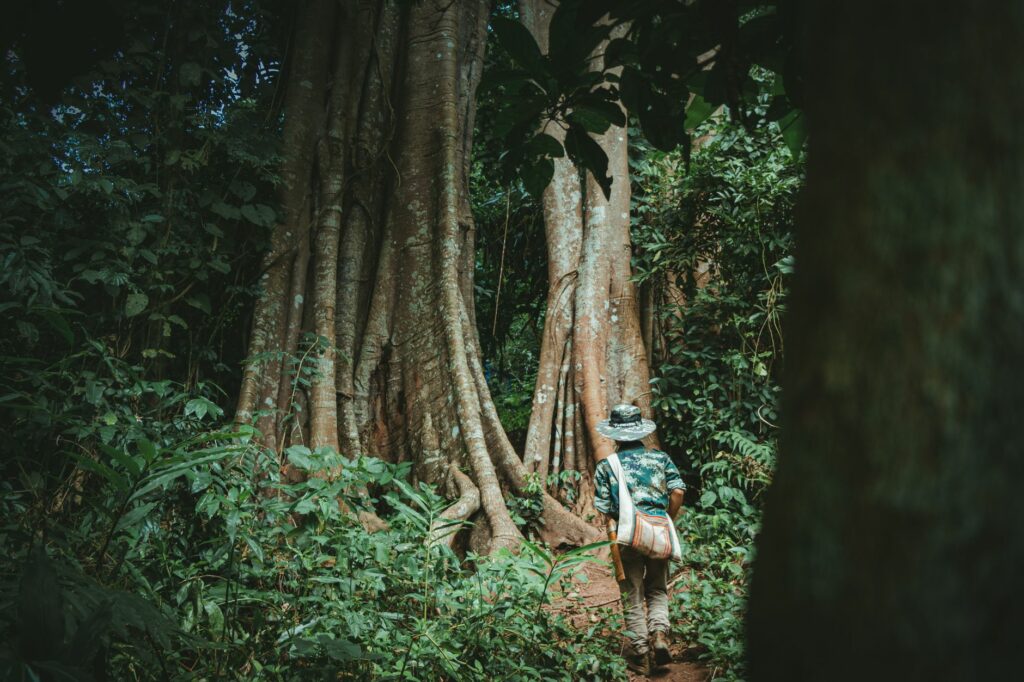 A traveler walking through a lush forest with tall trees, wearing a hat and shoulder bag.