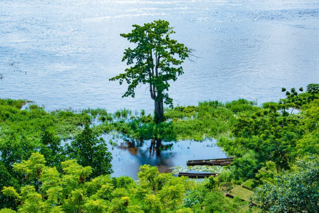 A lone tree standing by the riverbanks in Brazzaville, Congo.